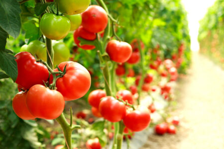 How to Florida Weave Tomatoes Image